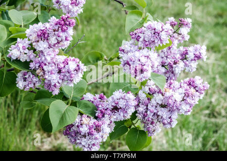 Lilac, Syringa vulgaris 'Leon Gambetta' Stock Photo