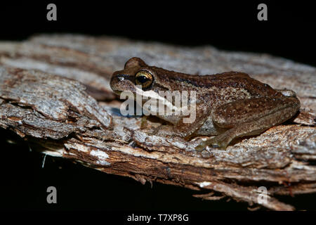 Southern Brown Tree Frog - Litoria ewingi, whistling tree frog or Ewing's tree frog, species of tree frog native to Australia. Stock Photo