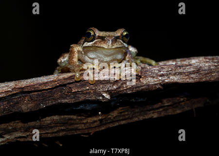 Southern Brown Tree Frog - Litoria ewingi, whistling tree frog or Ewing's tree frog, species of tree frog native to Australia. Stock Photo