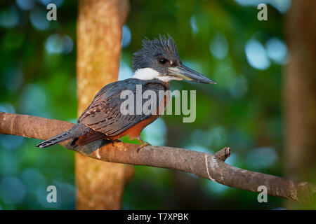 Ringed Kingfisher - Megaceryle torquata - large kingfisher bird. Found along the Rio Grande valley in Texas through Central America to Tierra del Fueg Stock Photo