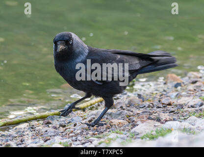 Western Jackdaw (Corvus monedula) standing on land by water in Spring in West Sussex, England, UK. Stock Photo