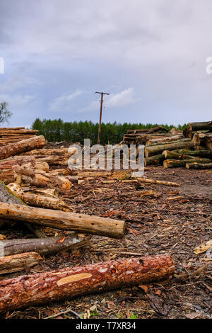 Piles of felled trees cut into huge logs for the Timber Industry in Scotland. Stock Photo