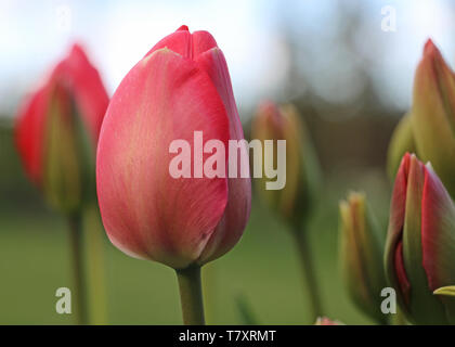 A group of pink Tulip flower buds, Tulipa, flowering in the Spring sunshine Stock Photo