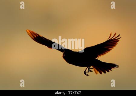 Sky Lark (Alauda arvensis) flying over the field against the sun. Brown bird captured in flight. Stock Photo
