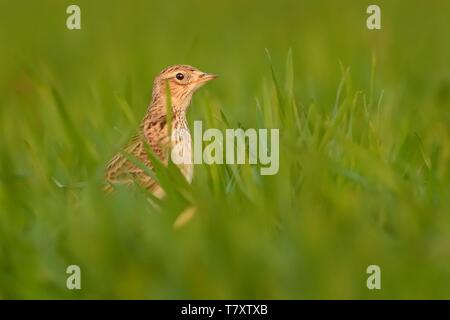 Sky Lark (Alauda arvensis) sitting on the green field enlightened by evening sun. Stock Photo