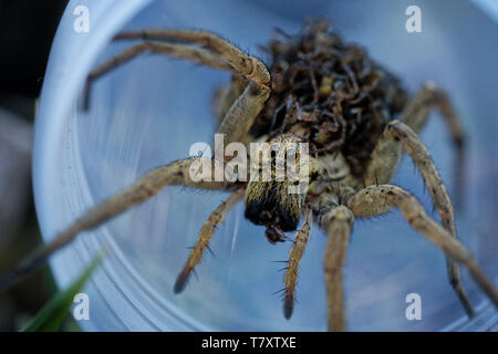 Hogna radiata  species of wolf spider present in South Europe, north Africa and Central Asia . Found on grass, parks, and forests. Stock Photo