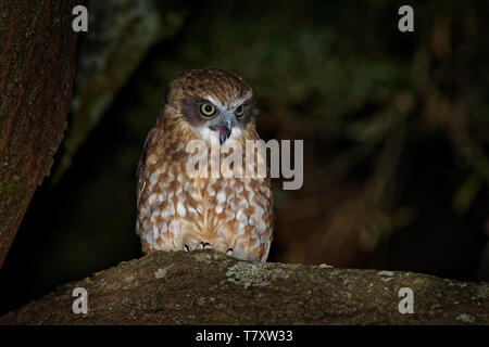 Southern Boobook - Ninox boobook small owl from Australia in the night, native to mainland Australia, New Guinea, the island of Timor, and the Sunda I Stock Photo