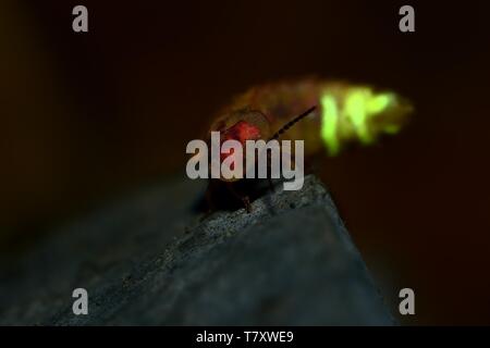 Glow Worm - Lampyris noctiluca female in the night, midnight in Croatia, luring males, night shot Stock Photo