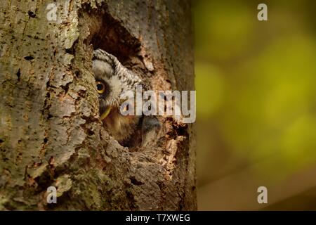 Boreal Owl - Aegolius funereus looking out from the hollow in the beech. Stock Photo