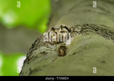 Boreal Owl - Aegolius funereus looking out from the hollow in the beech. Stock Photo