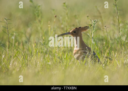 Eurasian hoopoe (Upupa epops) holding worm in beak Stock Photo