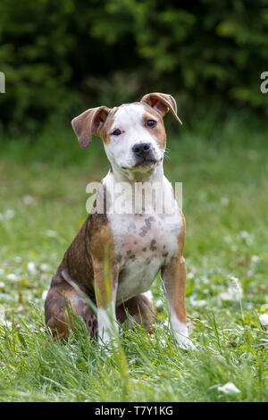 Brown white Bulldog type puppy sitting on a meadow Stock Photo