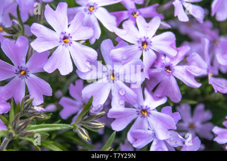 Blue little flowers closeup grows in an outdoor garden. Stock Photo
