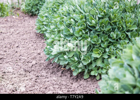 Round green bushes of ornamental flowers grow in the garden. Stock Photo