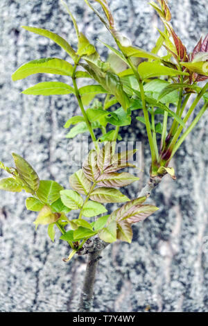 Common Ash, Fraxinus excelsior, fresh new leaves, tree bark background tree shoots Stock Photo
