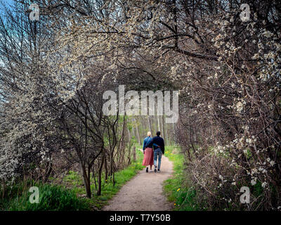 Hawthorn flowering tunnel in springtime Stock Photo