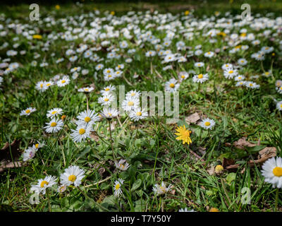 Daisies in a field in spring time Stock Photo