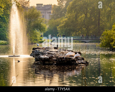 Pelicans on rock in St James Park Lake, London, UK. Stock Photo