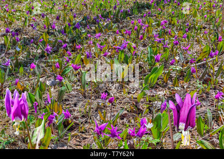 Purple early spring wild flowers Erythronium sibiricum on forest glade. These elegant perennial  liliaceae wildflowers with spotted leaves are called  Stock Photo