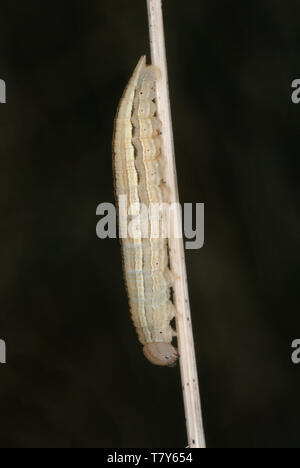 Marbled White butterfly caterpillar (Melanargia galathea) resting on a grass stalk in Pembrokeshire at night Stock Photo