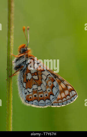 Marsh Fritillary butterfly (Euphydryas aurinia) Adult resting on a plant stem on Fontmell Down Nature Reserve, Dorset, England, UK