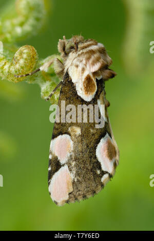 Peach Blossom moth (Thyatira batis) resting on a bracken frond in the Alun Valley, South Wales Stock Photo