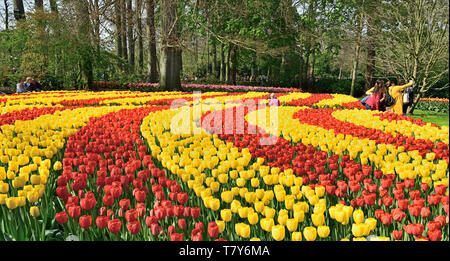 Photographed in tulips garden in the woods in Keukenhof, Netherlands April 2019, densely planted tulips of different color form curved flower lanes Stock Photo