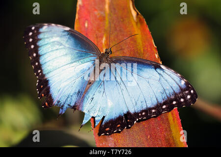 Blue Morpho butterfly, found in Costa Rica, Central America Stock Photo