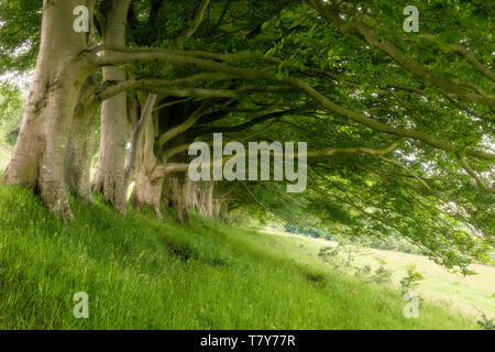 A row of beech trees at Draycott Sleights in the Mendip Hills. Somerset. England. Stock Photo