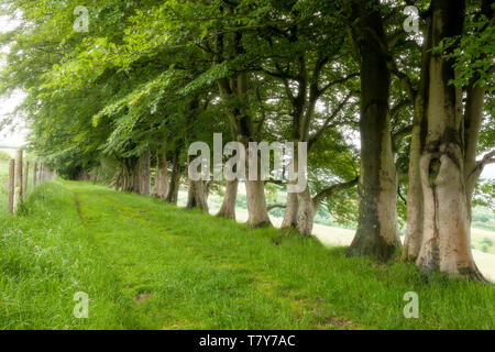 A row of beech trees at Draycott Sleights in the Mendip Hills. Somerset. England. Stock Photo