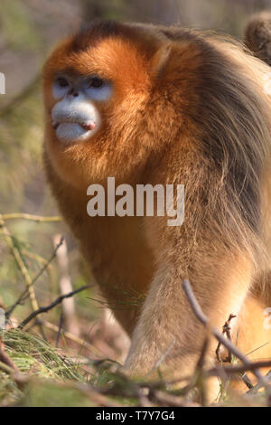 Male Golden Snub-nosed Monkey (Rhinopithecus roxellana) patrolling his territory in the chinese mountains Stock Photo