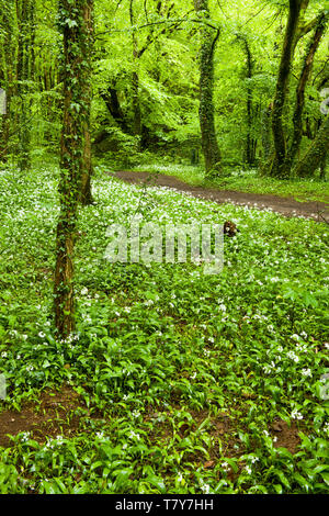 Ramsons, or Wild Garlic, in woods just to the North of Cardiff, South Wales, in May Stock Photo