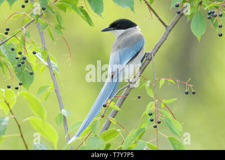 Azure-wnged Mgpie (Cyanopica cyanus) in a berry tree in a Beijing park, China