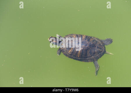 red eared slider turtle swimming in murky green water. It is the most popular pet turtle in the United States and is also popular as a pet in the rest Stock Photo