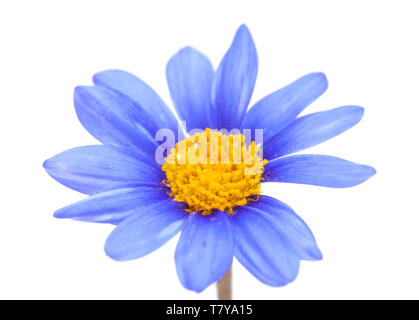 blue daisy bush  Felicia amelloides flower isolated on white Stock Photo