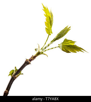 maple tree branch with young green leaves. isolated on white Stock Photo