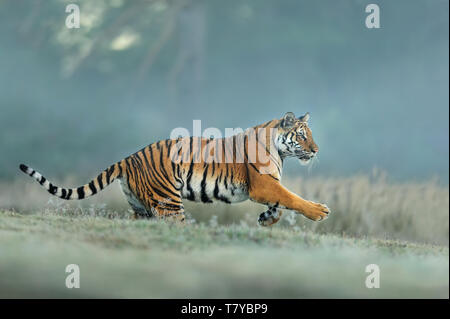 Amur tiger runing in natural habitat. Siberian tiger, Panthera tigris altaica. Blue background Stock Photo