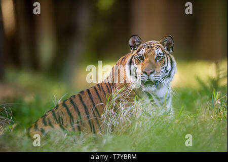 Siberian tiger lying in the grass in summer forest. Beast of preoccupation with the surroundings Stock Photo