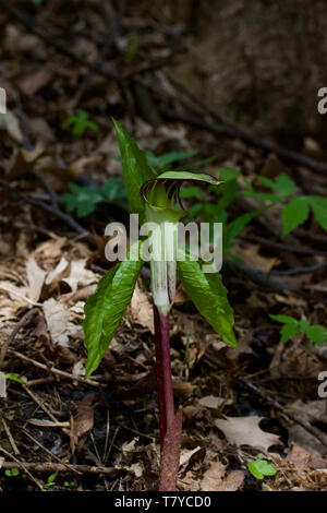 Macro view of a striking jack-in-the-pulpit wildflower blooming in its native woodland habitat Stock Photo