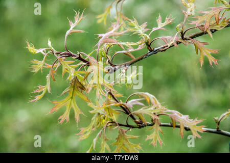 Fresh new leaves, Northern Pin Oak Quercus ellipsoidalis leaves new oak spring Stock Photo