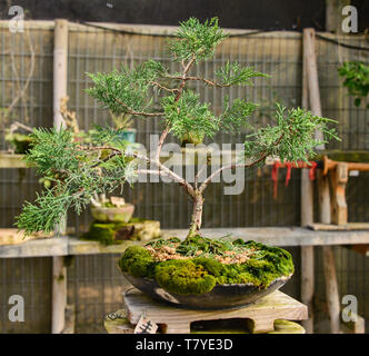 Bonsai tree in the Jardin de Corazon Japanese garden, La Serena, Chile