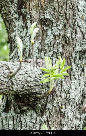 Fresh new leaves on tree bark, Service Tree, Sorbus domestica tree shoots epicormic Stock Photo