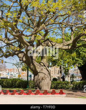 Big floss silk tree, ceiba chodatii, in park in Malaga. Andalusia, Spain. Stock Photo