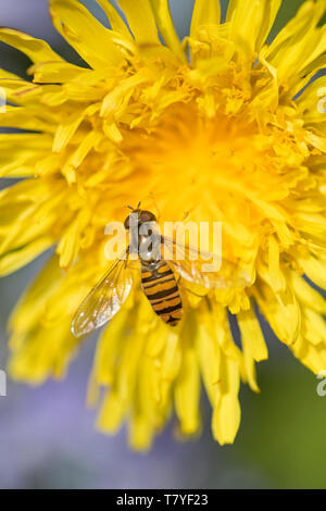 Hoverfly "Syrphidae" on a Dandelion flower, England, UK Stock Photo