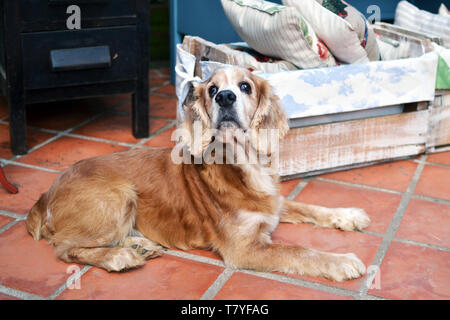 Old cocker spaniel resting Stock Photo