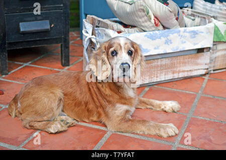 Old cocker spaniel resting Stock Photo