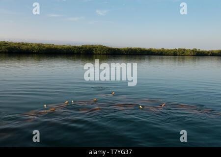 Rays in the waters of mangrove swamps in Galapagos Islands,where Darwin worked on evolution theory Stock Photo