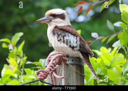 Kookaburras are terrestrial tree kingfishers of the genus Dacelo native to Australia and New Guinea, which grow to between 28–42 cm in length. Stock Photo