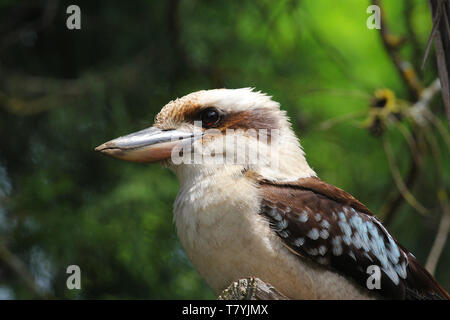 Kookaburras are terrestrial tree kingfishers of the genus Dacelo native to Australia and New Guinea, which grow to between 28–42 cm in length. Stock Photo