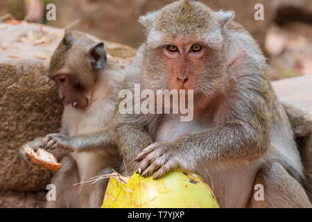Adult and baby long-tailed macaques sitting on ground at Angkor Wat temple in Cambodia with mother eating a coconut Stock Photo